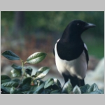 Pica pica - Elster 01.jpg